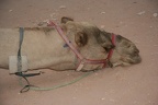 Jordanien 2009 0059