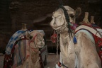 Jordanien 2009 0060