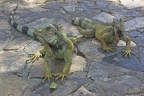 Guyaquil