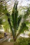 palme 4