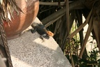 Ghana 2011 036