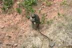 Ghana 2011 030