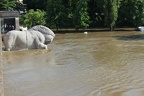 hochwasser2013 063