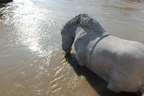 hochwasser2013 066