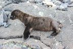 Galapagos