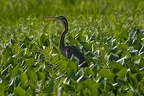 Ankarafantsika 11