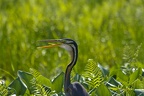 Ankarafantsika 12