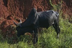 mahajanga 09