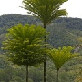 Ranomafana 08