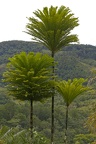 Ranomafana 08