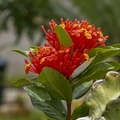 Ranomafana 09
