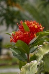 Ranomafana 09