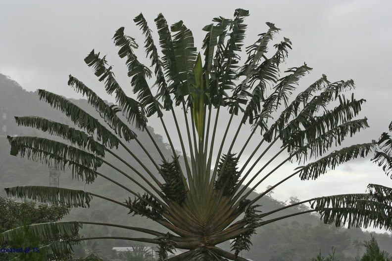 Ranomafana_11.jpg