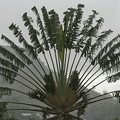 Ranomafana 11