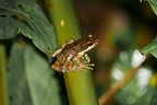 Andasibe (Perinet)