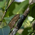 Andasibe (Perinet)