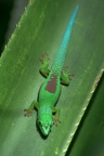 Andasibe (Perinet)