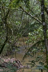 Andasibe (Perinet)