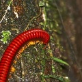 Andasibe (Perinet)