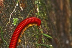Andasibe (Perinet)