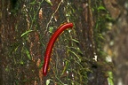 Andasibe (Perinet)