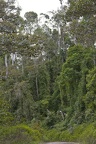 Andasibe (Perinet)